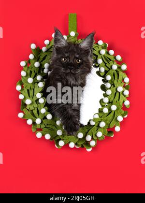 Ausdrucksstarkes schwarzes Rauchkatzen-Kätzchen, das durch grünen Mistelzorn sitzt. Blick direkt in Richtung Kamera. Isoliert auf rotem Hintergrund. Stockfoto