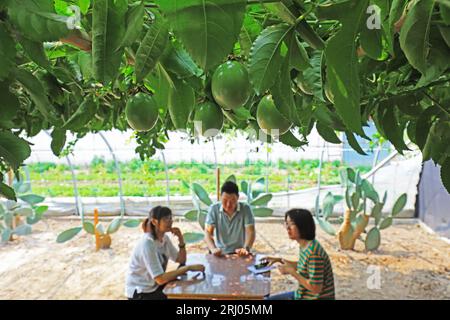 Luannan County, CN - 14. Juni 2019: Touristen ruhen unter Passion Vines, Luannan County, Provinz Hebei, China Stockfoto