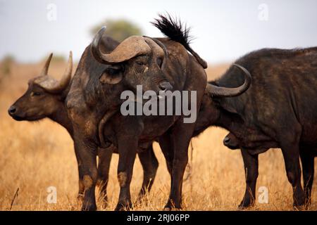 Afrikanische Büffel (Syncerus Caffer Caffer, auch bekannt als Cape Buffalo). Taita Hills, Kenia Stockfoto