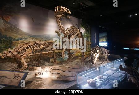 Hangzhou, Chian. August 2023. HANGZHOU, CHINA - 20. AUGUST 2023 - Besucher und Eltern schauen sich Dinosaurierknochen im geologischen Museum der Provinz Zhejiang in Hangzhou, Provinz Zhejiang, China, 20. August 2023 an. (Foto von Costfoto/NurPhoto) Credit: NurPhoto SRL/Alamy Live News Stockfoto