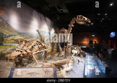 Hangzhou, Chian. August 2023. HANGZHOU, CHINA - 20. AUGUST 2023 - Besucher und Eltern schauen sich Dinosaurierknochen im geologischen Museum der Provinz Zhejiang in Hangzhou, Provinz Zhejiang, China, 20. August 2023 an. (Foto von Costfoto/NurPhoto) Credit: NurPhoto SRL/Alamy Live News Stockfoto