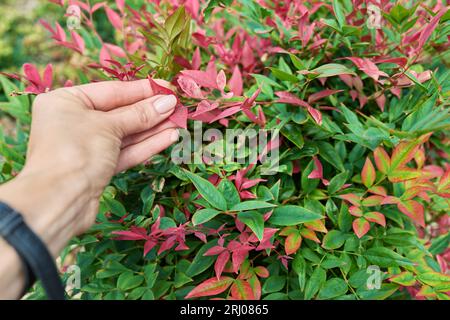 Nahaufnahme der Nandina-Anlage, Zierlandschaften von Blumenbeeten Stockfoto