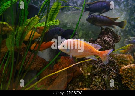 Pseudotropheus zebra, rote afrikanische Cichlidmbuna, die im Aquarium mit Wasser und Dekor schwimmt. Berühmter Süßwasserfisch für Aquarium-Hobby. Wasserorganismen, U Stockfoto