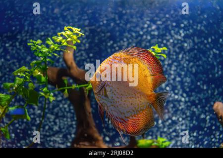 Wunderschöner gelber Fisch im Aquarium, Symphysodon Discus. Tropische Fische im Hintergrund von Wasserpflanzen im Ozeanariumpool Stockfoto