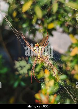 Eine große Spinne mit einem schönen gelben Muster auf dem Bauch, die im Garten auf dem Netz steht Stockfoto