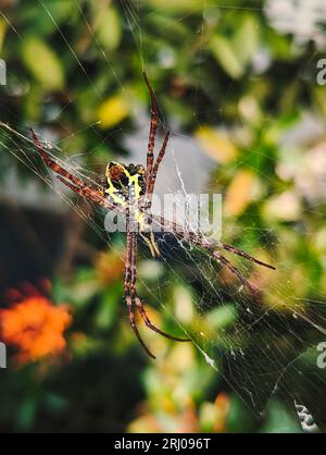 Eine große Spinne mit einem schönen gelben Muster auf dem Bauch, die im Garten auf dem Netz steht Stockfoto