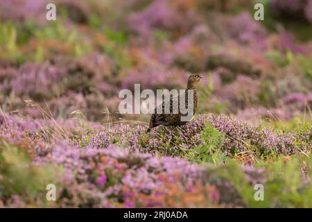 Red Grouse, wissenschaftliche Bezeichnung: Lagopus Lagopus. Ein wachsames männliches Rotwild mit roter Augenbraue, das im Sommer direkt auf die farbenfrohen North Yorkshire Moors blickt Stockfoto