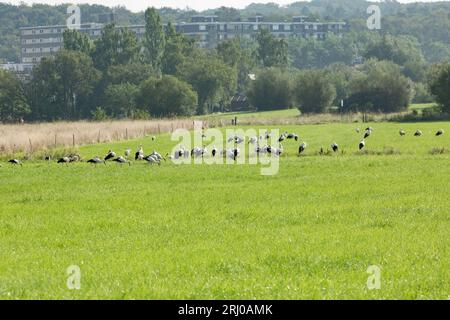 Weißstörche in Groß-Linden, Hessen, Deutschland Stockfoto