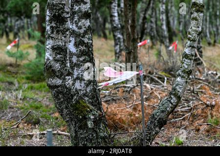 Neuglienicke, Deutschland. August 2023. Die Orte, an denen bei der Entsorgung von Sprengkörpern auf dem ehemaligen militärischen Trainingsgelände in Kyritz-Ruppiner Heide Munition gefunden wurde, sind mit Absperrbändern gekennzeichnet. Insbesondere die verbotene Streumunition wird im Ex-Bombodrom abgeräumt. Quelle: Jens Kalaene/dpa/Alamy Live News Stockfoto