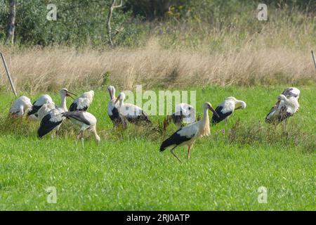 Weißstörche in Groß-Linden, Hessen, Deutschland Stockfoto