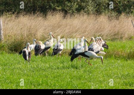 Weißstörche in Groß-Linden, Hessen, Deutschland Stockfoto