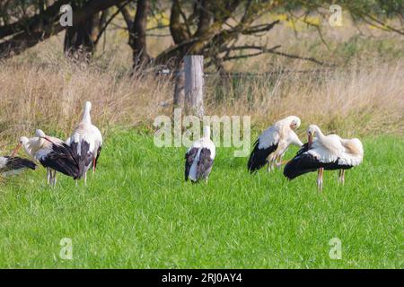 Weißstörche in Groß-Linden, Hessen, Deutschland Stockfoto