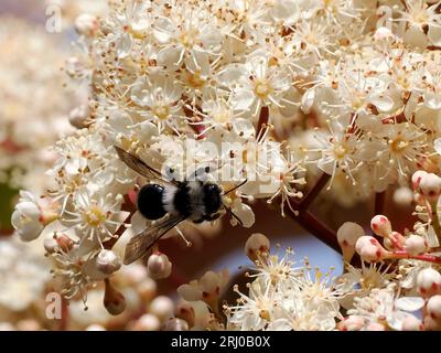 Makro der Ashy-Bergbaubiene (Andrena cineraria), die Photinienblumen ernährt Stockfoto