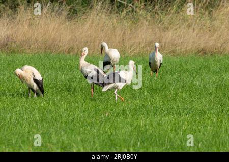 Weißstörche in Groß-Linden, Hessen, Deutschland Stockfoto