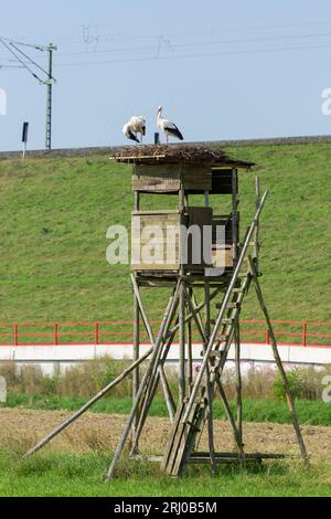 Weißstörche in Groß-Linden, Hessen, Deutschland Stockfoto