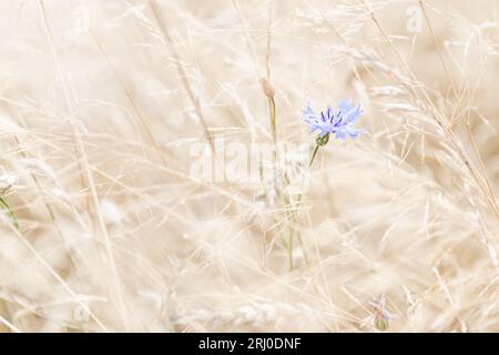 Einsame blaue Kornblumenblume auf dem Sommerfeld Stockfoto