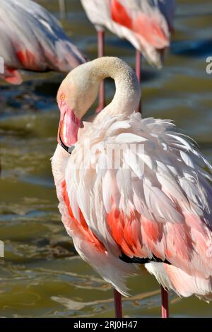 Nahaufnahme des Flamingos (Phoenicopterus ruber) der Schnabel in den Federn, in der Camargue ist eine natürliche Region südlich von Arles, Frankreich, Stockfoto