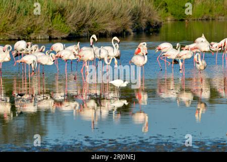 Gruppe von Flamingos (Phoenicopterus ruber) im Wasser mit einem kleinen Reiher, in der Camargue ist eine natürliche Region südlich von Arles, Frankreich, Stockfoto