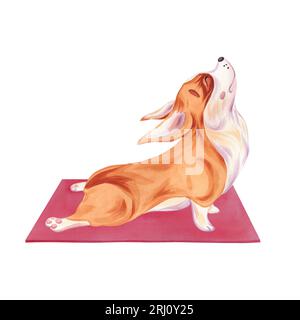 Corgi-Hund in Yoga-Pose Purna Bhujangasana auf dem roten Teppich. Aquarell-Illustration auf weißem Hintergrund. Niedliches Hündchen. Ein gesundes Haustier Stockfoto