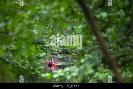 Burg, Deutschland. August 2023. Ein Mann fährt Kajak auf einem Fluss (Wasserstraße) im Spreewald. Quelle: Patrick Pleul/dpa/Alamy Live News Stockfoto