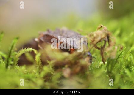 Ruhende Krokodilhaut Tribolonotus gracilis Stockfoto