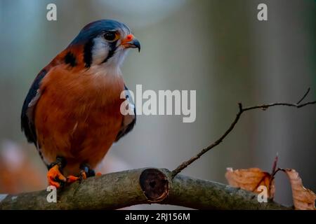 Huntersville, NC, USA. März 2023. Der amerikanische Falken (Falco sparverius), auch Spatzen-Falke genannt, ist der kleinste und häufigste Falke in Nordamerika. (Bild: © Walter G Arce SR Grindstone Medi/ASP) NUR REDAKTIONELLE VERWENDUNG! Nicht für kommerzielle ZWECKE! Stockfoto