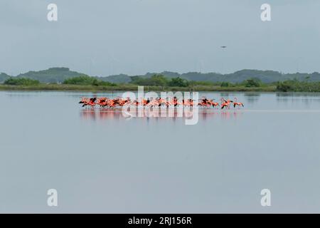 Celestun, Yucatan, USA. Oktober 2022. Mexiko. Biosphärenreservat Celestun. Die Schar der amerikanischen Flamingos (Phoenicopterus ruber, auch bekannt als Karibik-Flamingo), die sich im Flachwasser ernähren (Bild: © Walter G Arce SR Grindstone Medi/ASP) NUR REDAKTIONELL! Nicht für kommerzielle ZWECKE! Stockfoto