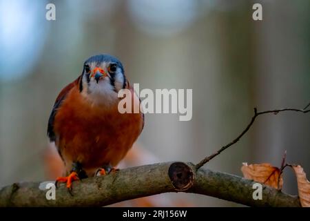 Huntersville, NC, USA. März 2023. Der amerikanische Falken (Falco sparverius), auch Spatzen-Falke genannt, ist der kleinste und häufigste Falke in Nordamerika. (Bild: © Walter G Arce SR Grindstone Medi/ASP) NUR REDAKTIONELLE VERWENDUNG! Nicht für kommerzielle ZWECKE! Stockfoto