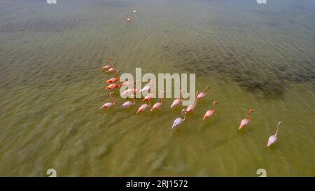 Celestun, Yucatan, USA. Oktober 2022. Mexiko. Biosphärenreservat Celestun. Die Schar der amerikanischen Flamingos (Phoenicopterus ruber, auch bekannt als Karibik-Flamingo), die sich im Flachwasser ernähren (Bild: © Walter G Arce SR Grindstone Medi/ASP) NUR REDAKTIONELL! Nicht für kommerzielle ZWECKE! Stockfoto