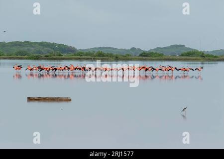 Celestun, Yucatan, USA. Oktober 2022. Mexiko. Biosphärenreservat Celestun. Die Schar der amerikanischen Flamingos (Phoenicopterus ruber, auch bekannt als Karibik-Flamingo), die sich im Flachwasser ernähren (Bild: © Walter G Arce SR Grindstone Medi/ASP) NUR REDAKTIONELL! Nicht für kommerzielle ZWECKE! Stockfoto