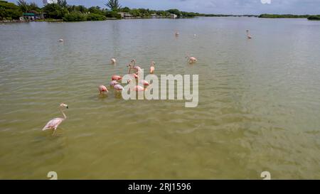 Celestun, Yucatan, USA. Oktober 2022. Mexiko. Biosphärenreservat Celestun. Die Schar der amerikanischen Flamingos (Phoenicopterus ruber, auch bekannt als Karibik-Flamingo), die sich im Flachwasser ernähren (Bild: © Walter G Arce SR Grindstone Medi/ASP) NUR REDAKTIONELL! Nicht für kommerzielle ZWECKE! Stockfoto