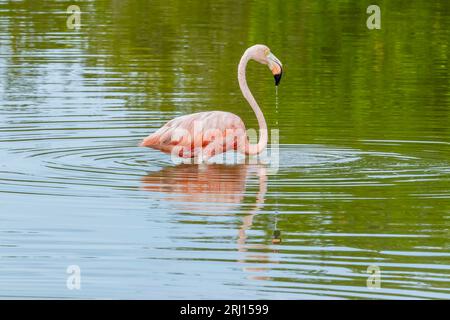 Celestun, Yucatan, USA. Oktober 2022. Mexiko. Biosphärenreservat Celestun. Die Schar der amerikanischen Flamingos (Phoenicopterus ruber, auch bekannt als Karibik-Flamingo), die sich im Flachwasser ernähren (Bild: © Walter G Arce SR Grindstone Medi/ASP) NUR REDAKTIONELL! Nicht für kommerzielle ZWECKE! Stockfoto