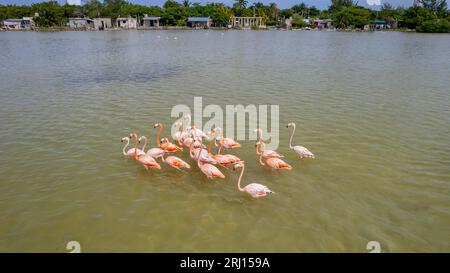 Celestun, Yucatan, USA. Oktober 2022. Mexiko. Biosphärenreservat Celestun. Die Schar der amerikanischen Flamingos (Phoenicopterus ruber, auch bekannt als Karibik-Flamingo), die sich im Flachwasser ernähren (Bild: © Walter G Arce SR Grindstone Medi/ASP) NUR REDAKTIONELL! Nicht für kommerzielle ZWECKE! Stockfoto