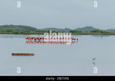 Celestun, Yucatan, USA. Oktober 2022. Mexiko. Biosphärenreservat Celestun. Die Schar der amerikanischen Flamingos (Phoenicopterus ruber, auch bekannt als Karibik-Flamingo), die sich im Flachwasser ernähren (Bild: © Walter G Arce SR Grindstone Medi/ASP) NUR REDAKTIONELL! Nicht für kommerzielle ZWECKE! Stockfoto