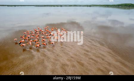 Celestun, Yucatan, USA. Oktober 2022. Mexiko. Biosphärenreservat Celestun. Die Schar der amerikanischen Flamingos (Phoenicopterus ruber, auch bekannt als Karibik-Flamingo), die sich im Flachwasser ernähren (Bild: © Walter G Arce SR Grindstone Medi/ASP) NUR REDAKTIONELL! Nicht für kommerzielle ZWECKE! Stockfoto