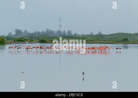 Celestun, Yucatan, USA. Oktober 2022. Mexiko. Biosphärenreservat Celestun. Die Schar der amerikanischen Flamingos (Phoenicopterus ruber, auch bekannt als Karibik-Flamingo), die sich im Flachwasser ernähren (Bild: © Walter G Arce SR Grindstone Medi/ASP) NUR REDAKTIONELL! Nicht für kommerzielle ZWECKE! Stockfoto