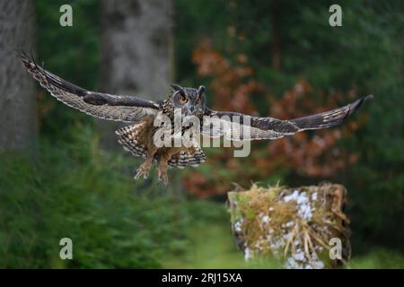 Bubo Bubo fliegt durch den Wald zwischen den Bäumen. Stockfoto