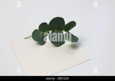 Minimalistisches Layout mit einer leeren goldenen Karte mit grünen Blättern Stockfoto
