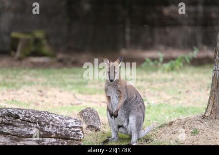 wallaby springt aus Macropus rufogriseus rufogriseus Stockfoto