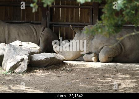 Schlafendes Nashorn draußen Stockfoto