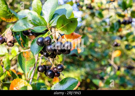 Reife schwarze Apfelbeeren auf Zweigen, die von der untergehenden Sonne aus nächster Nähe beleuchtet werden Stockfoto