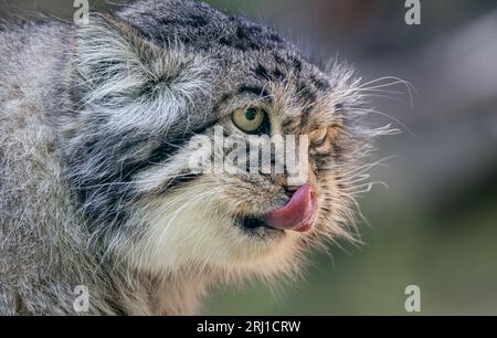 Die Pallas-Katze (Otocolobus manul), auch Manul genannt, ist eine kleine Wildkatze mit langem und dichtem hellgrauem Fell und abgerundeten Ohren, die tief an der Seite liegen Stockfoto