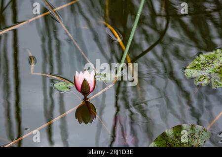 Eine einsame hellrosa Blume einer Seerose im dunklen Wasser eines Teichs im Garten des Parks Stockfoto
