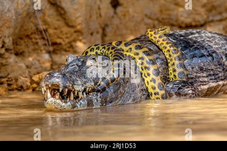 Cayman (Caiman crocodylus yacare) vs. Anaconda (Eunectes murinus). Cayman fing eine Anaconda. Anaconda erwürgt den Kaiman. Brasilien. Pantanal. Stockfoto