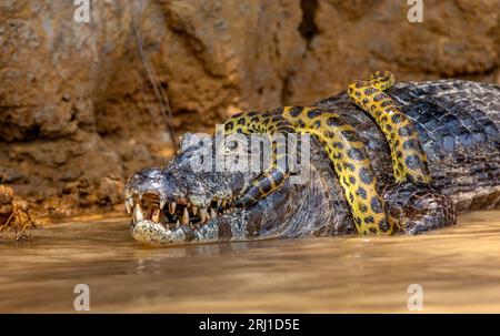 Cayman (Caiman crocodylus yacare) vs. Anaconda (Eunectes murinus). Cayman fing eine Anaconda. Anaconda erwürgt den Kaiman. Brasilien. Pantanal. Stockfoto