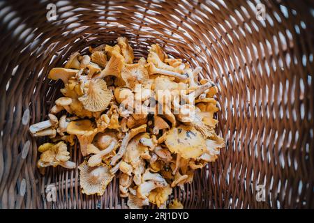 Frisch geerntete gelbe Pfifferlinge im Korb. Stockfoto