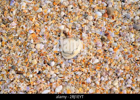 South Goa | Off White Seashell gesehen auf dem Muschelbett am Strand Stockfoto