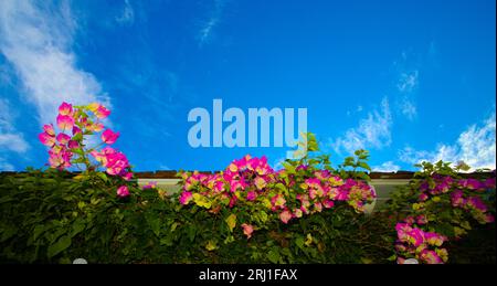 Leuchtend rosa Bougainvillea blüht vor einem leuchtend blauen Sommerhimmel. ORDNUNG Caryophyllales, FAMILIE Nyctaginaceae, STAMM Bougainvilleeae, GATTUNG Bougainvillea. Auch bekannt als Buganvilla, Bugambilea, Napoleon, Veranera, Trinitaria , Santa Rita und Papelillo. Stockfoto