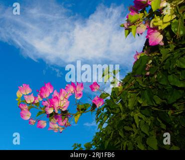 Leuchtend rosa Bougainvillea blüht vor einem leuchtend blauen Sommerhimmel. ORDNUNG Caryophyllales, FAMILIE Nyctaginaceae, STAMM Bougainvilleeae, GATTUNG Bougainvillea. Auch bekannt als Buganvilla, Bugambilea, Napoleon, Veranera, Trinitaria , Santa Rita und Papelillo. Stockfoto