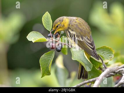 (Ottawa, Kanada--19. August 2023) Cape May Warbler am Mud Lake on the Ridge. Copyright 2023 Sean Burges / Mundo Sport Images. Stockfoto